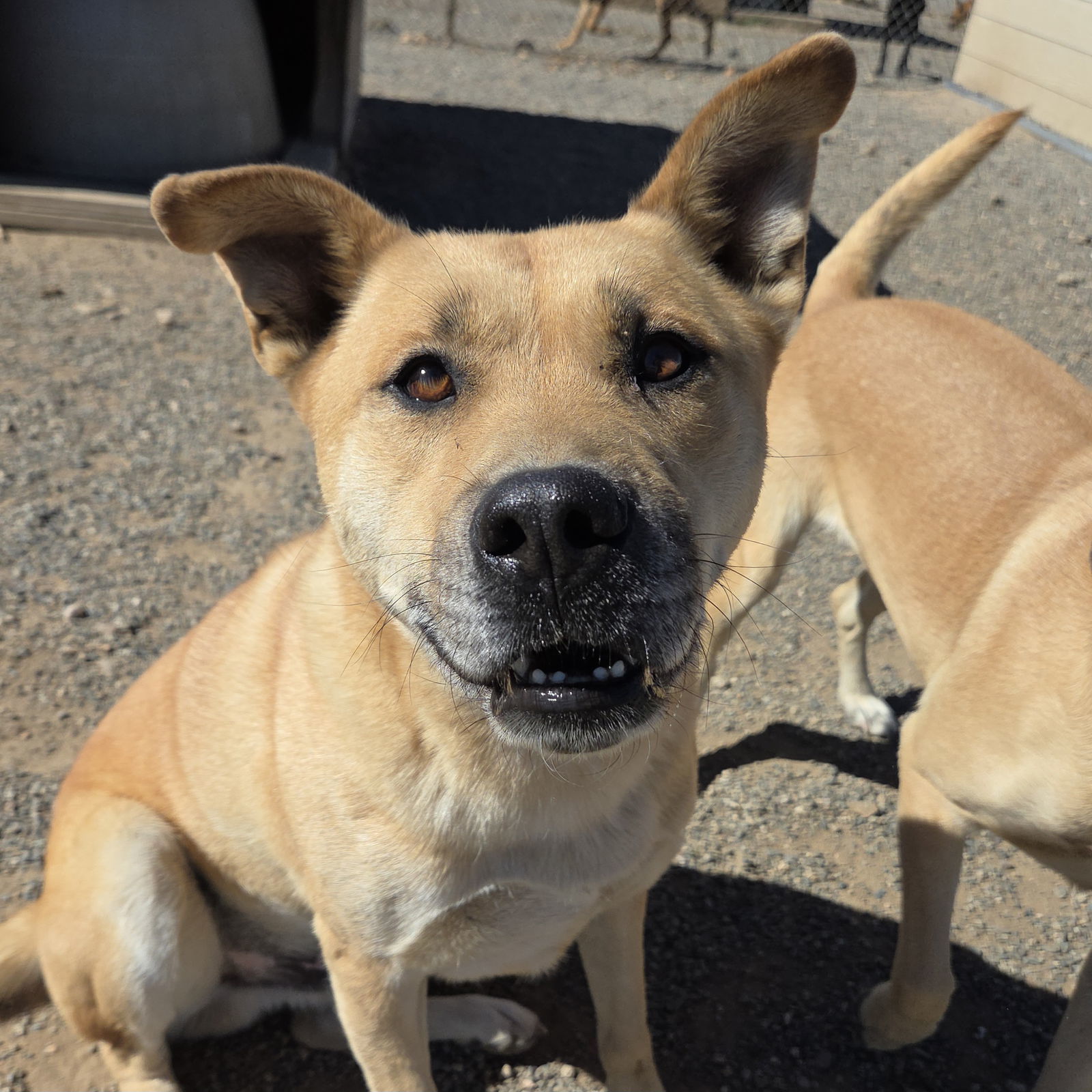 Red Red, an adoptable Black Mouth Cur in Yreka, CA, 96097 | Photo Image 1