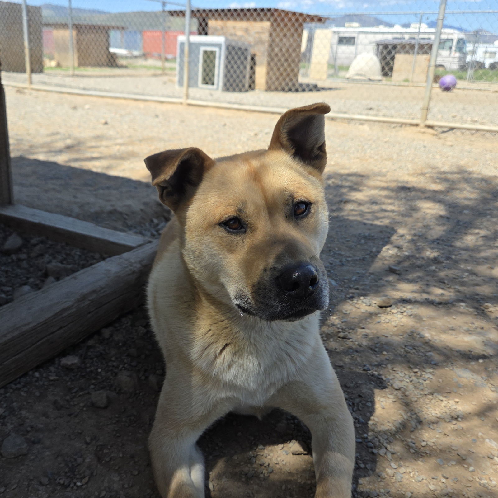 Red Red, an adoptable Black Mouth Cur in Yreka, CA, 96097 | Photo Image 2