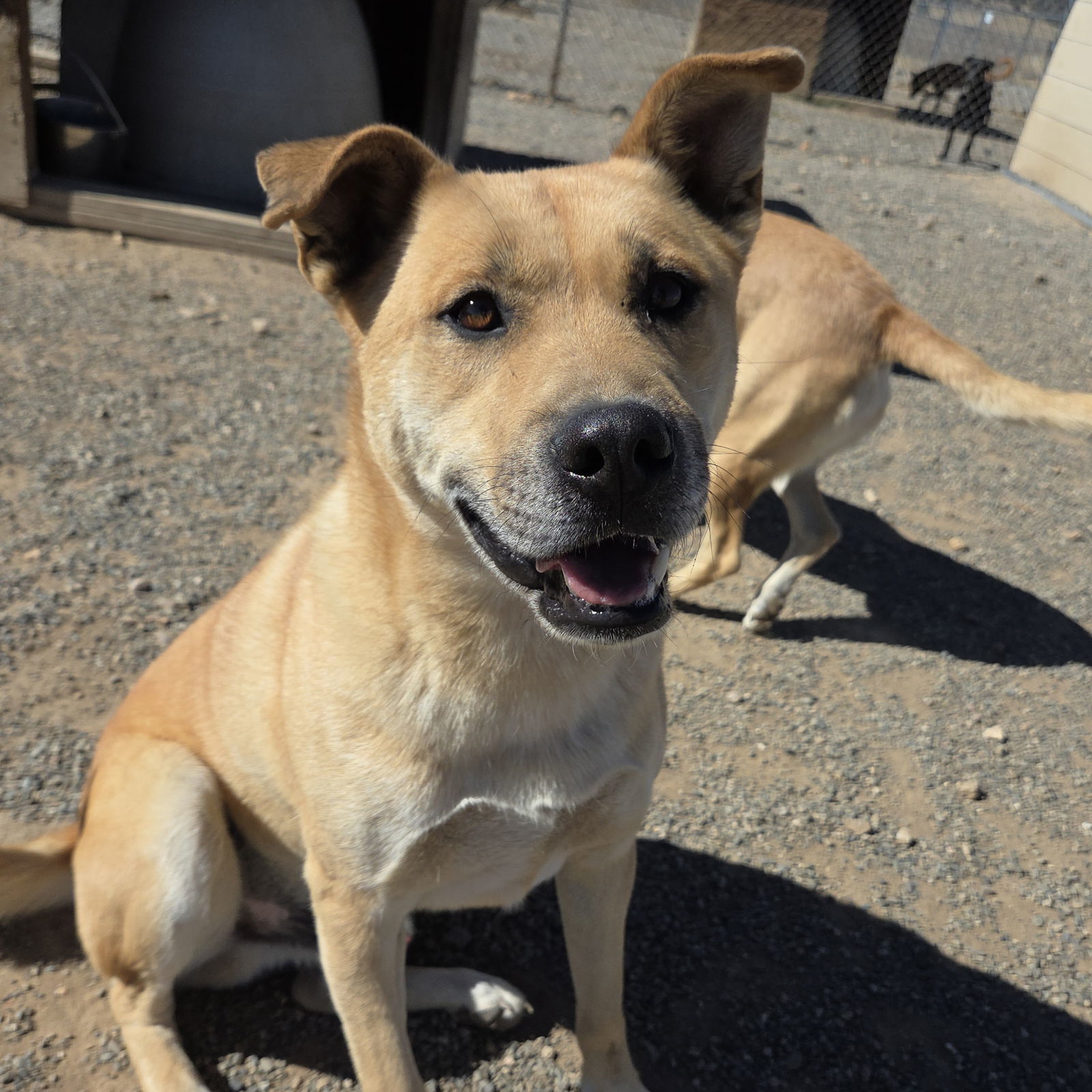 Red Red, an adoptable Black Mouth Cur in Yreka, CA, 96097 | Photo Image 2