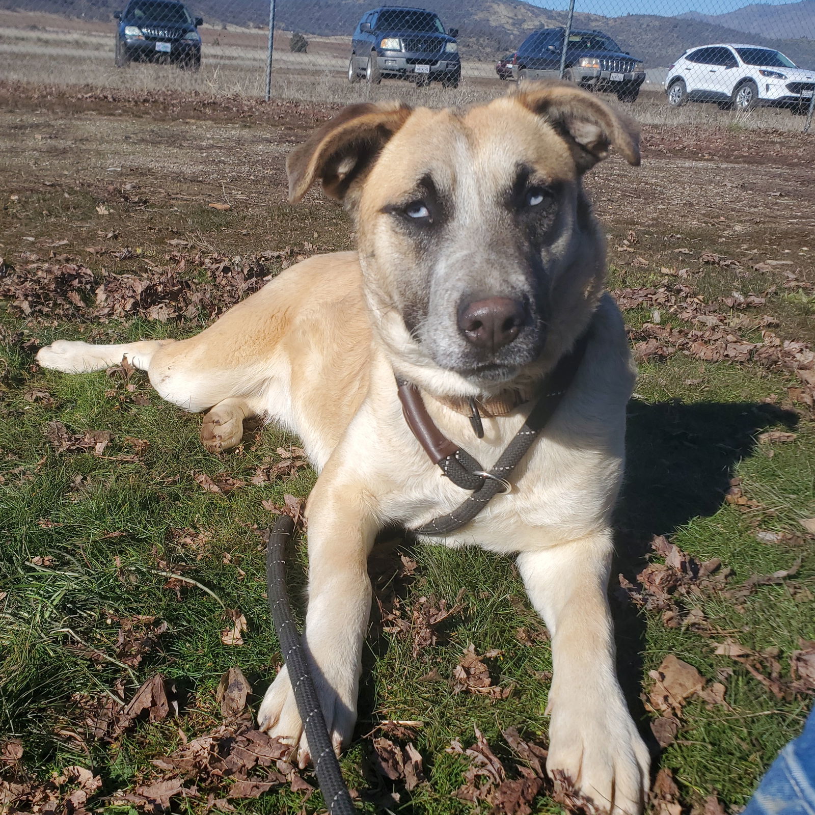 Pauleen, an adoptable Shepherd in Yreka, CA, 96097 | Photo Image 1