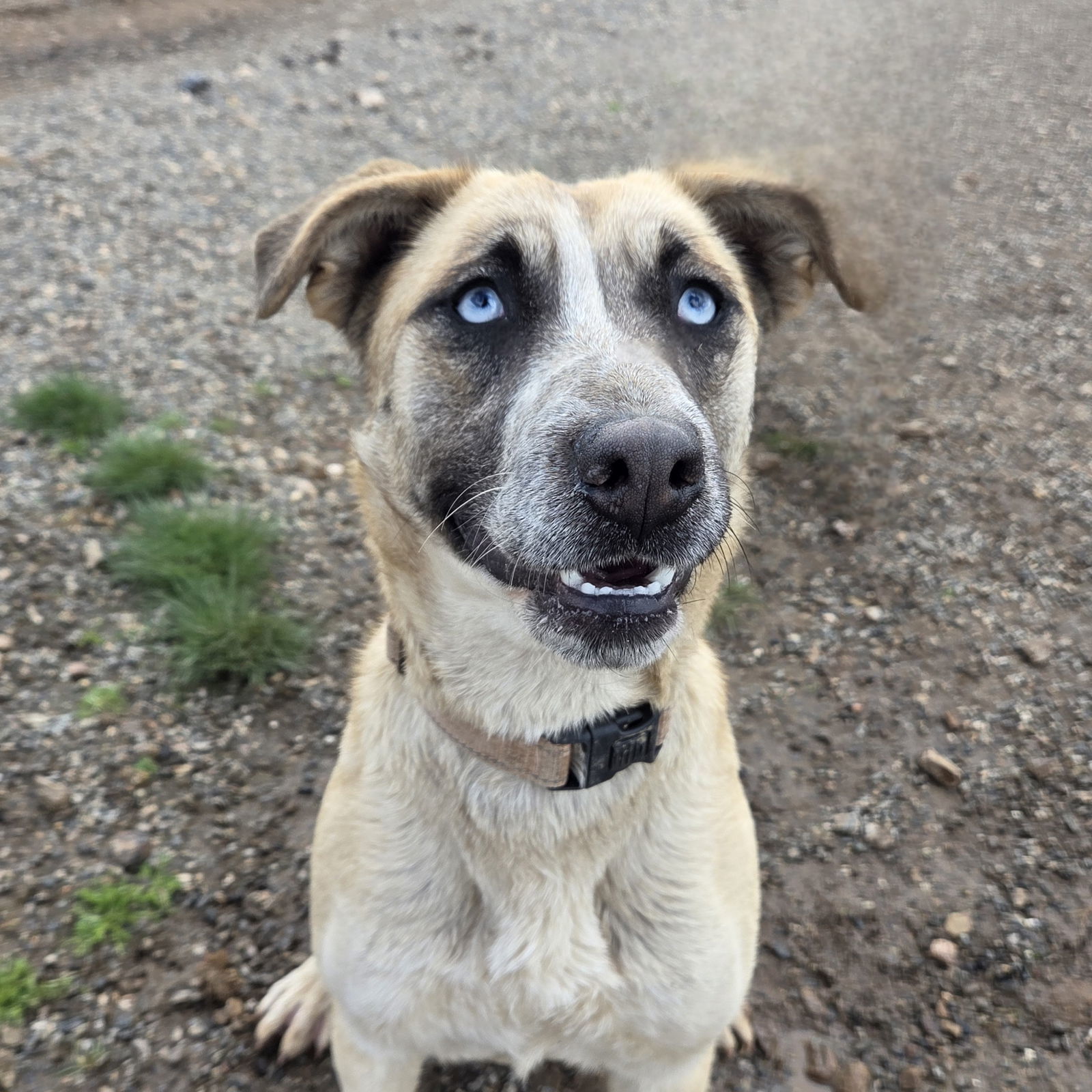 Pauleen, an adoptable Labrador Retriever, Husky in Yreka, CA, 96097 | Photo Image 1