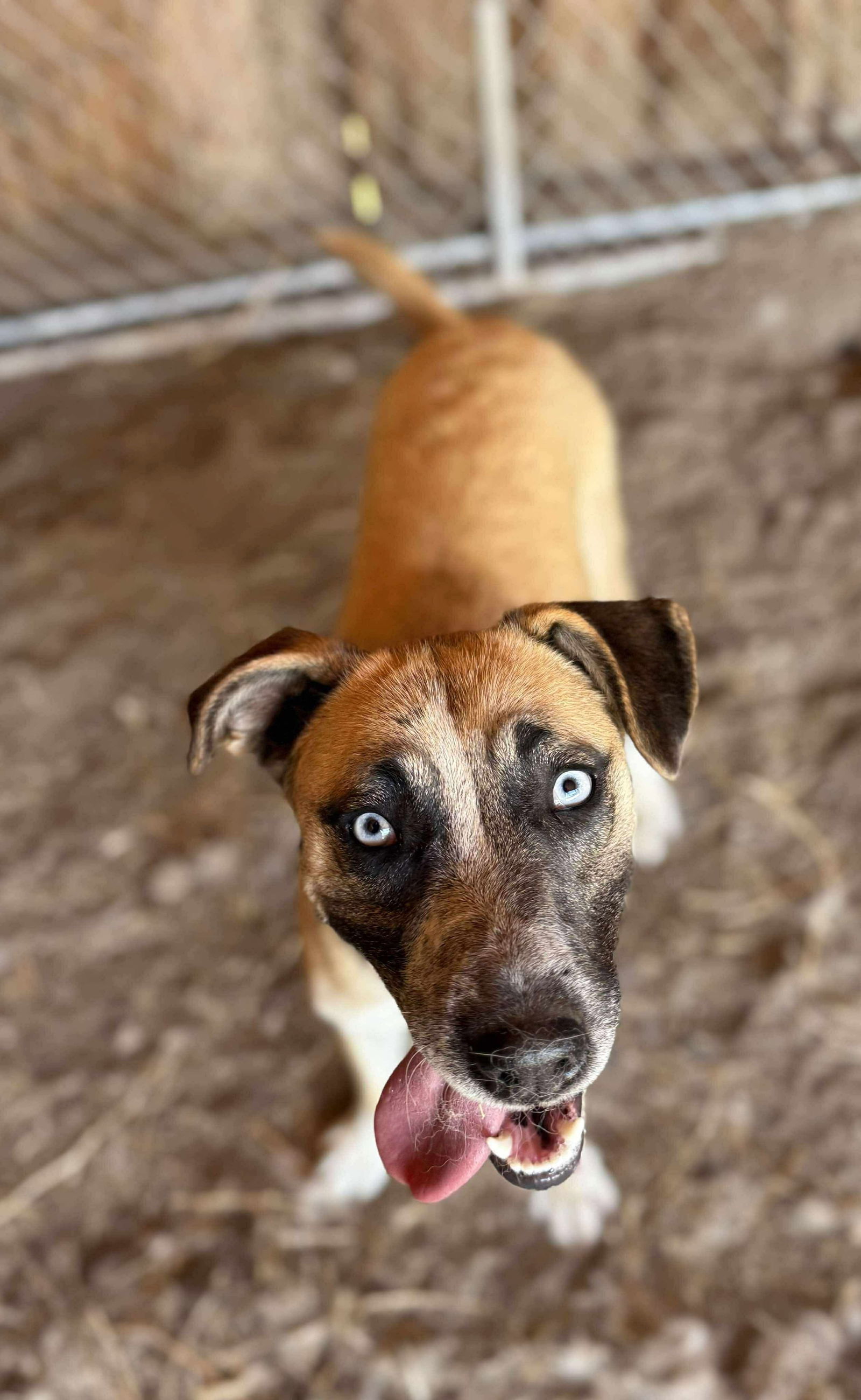 Pauleen, an adoptable Shepherd in Yreka, CA, 96097 | Photo Image 2