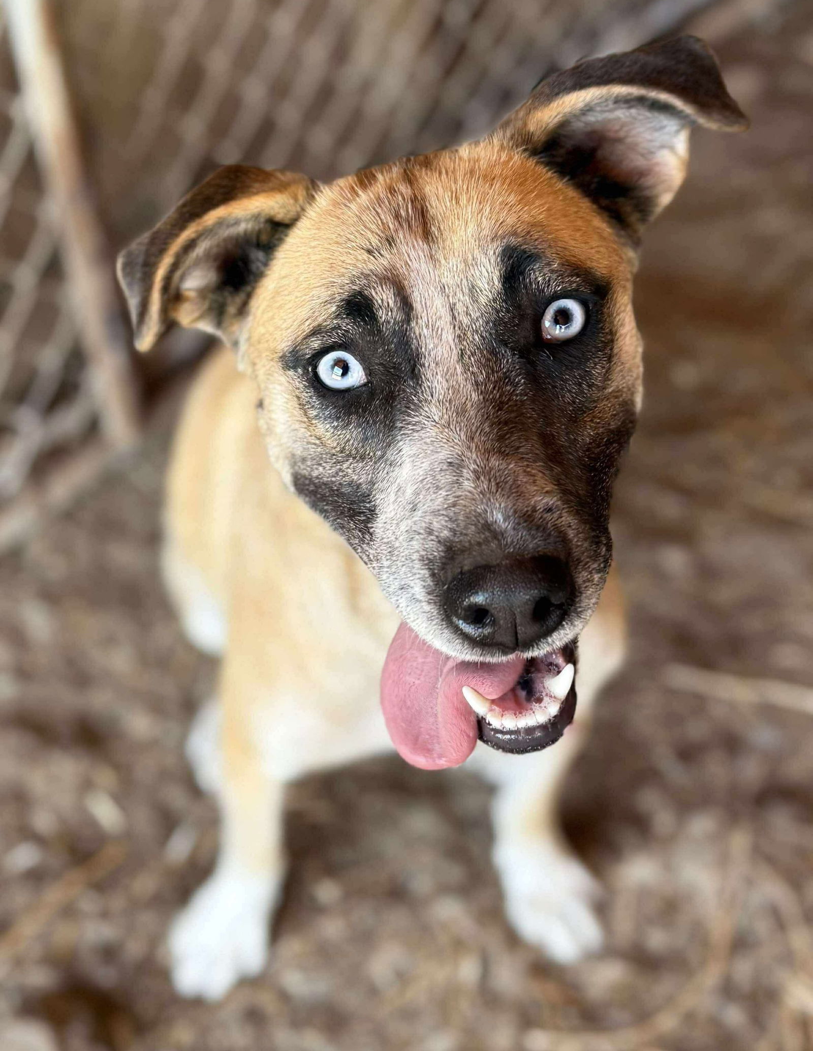 Pauleen, an adoptable Labrador Retriever, Husky in Yreka, CA, 96097 | Photo Image 2