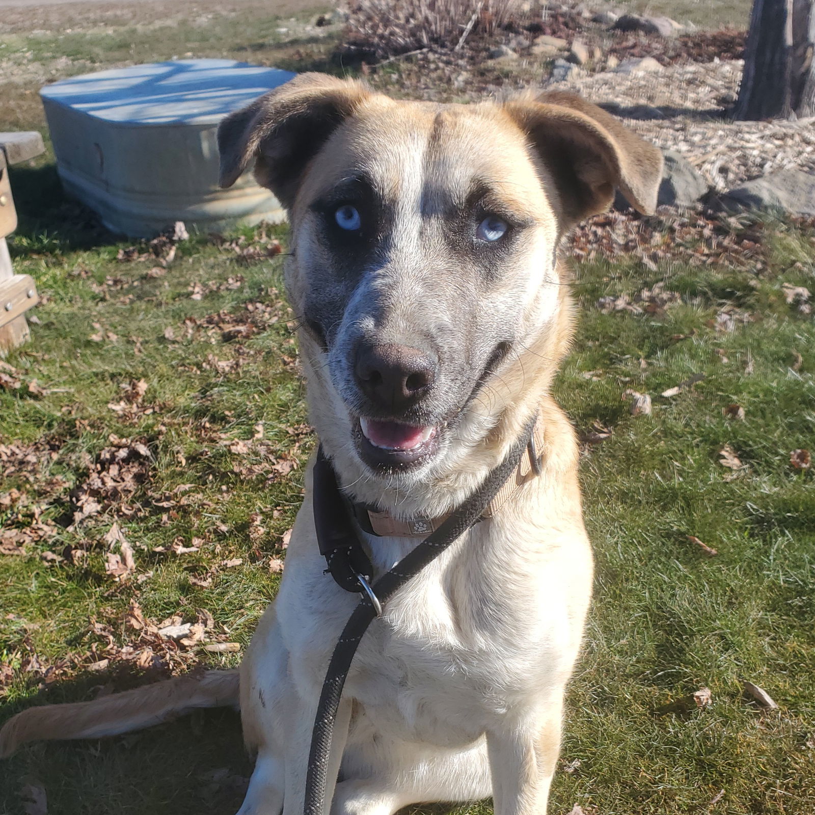 Pauleen, an adoptable Shepherd in Yreka, CA, 96097 | Photo Image 3