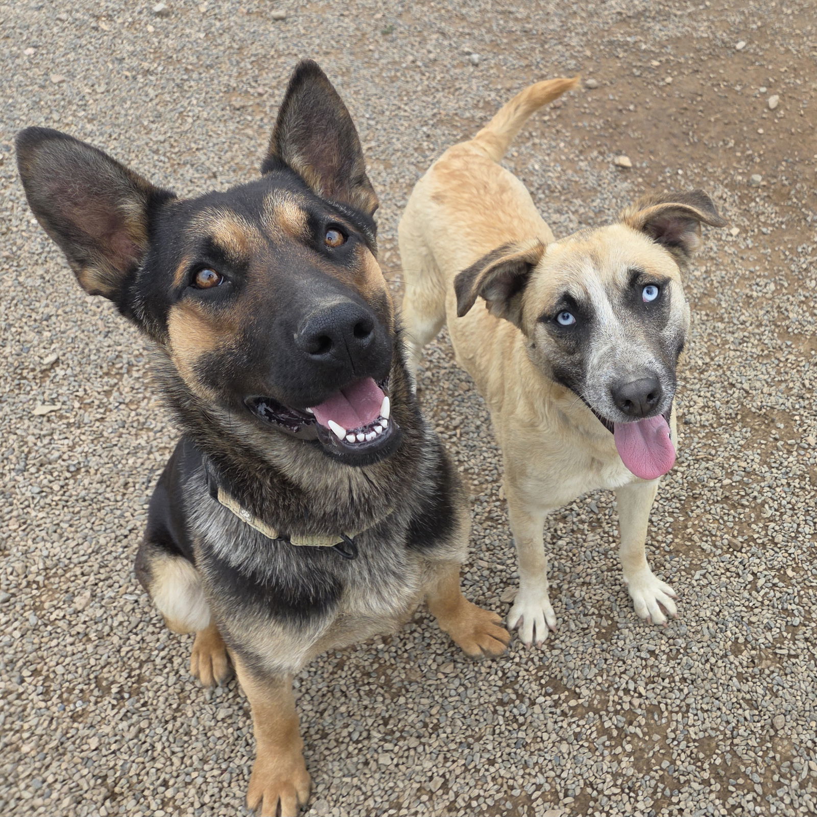 Pauleen, an adoptable Labrador Retriever, Husky in Yreka, CA, 96097 | Photo Image 3