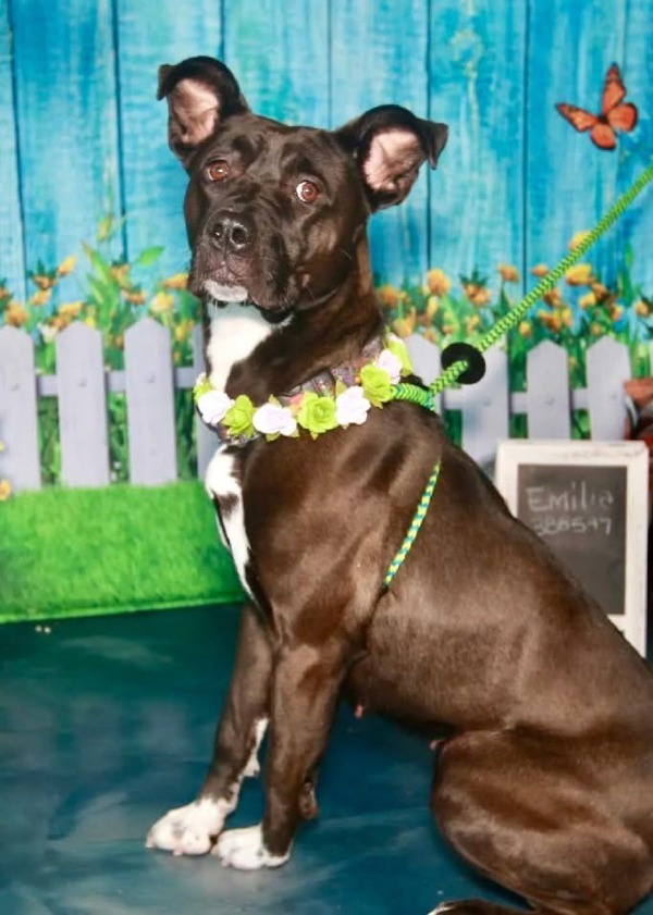 Emelia, an adoptable Mixed Breed in Pontiac, MI, 48341 | Photo Image 1