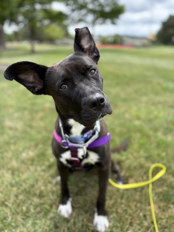Emelia, an adoptable Mixed Breed in Pontiac, MI, 48341 | Photo Image 1