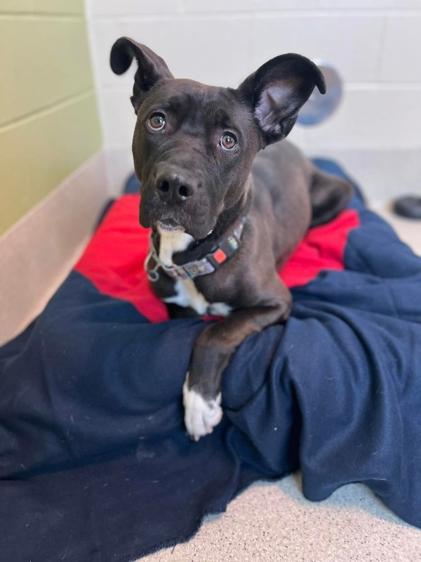 Emelia, an adoptable Mixed Breed in Pontiac, MI, 48341 | Photo Image 2