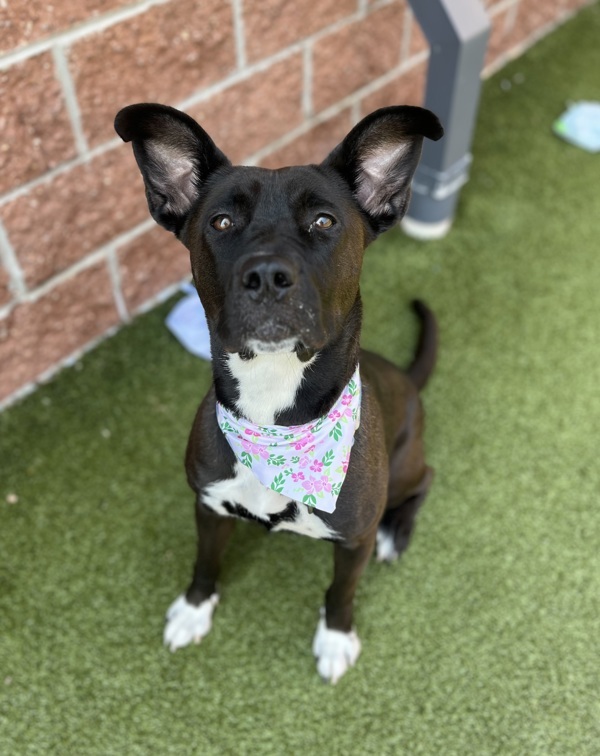 Emelia, an adoptable Mixed Breed in Pontiac, MI, 48341 | Photo Image 2