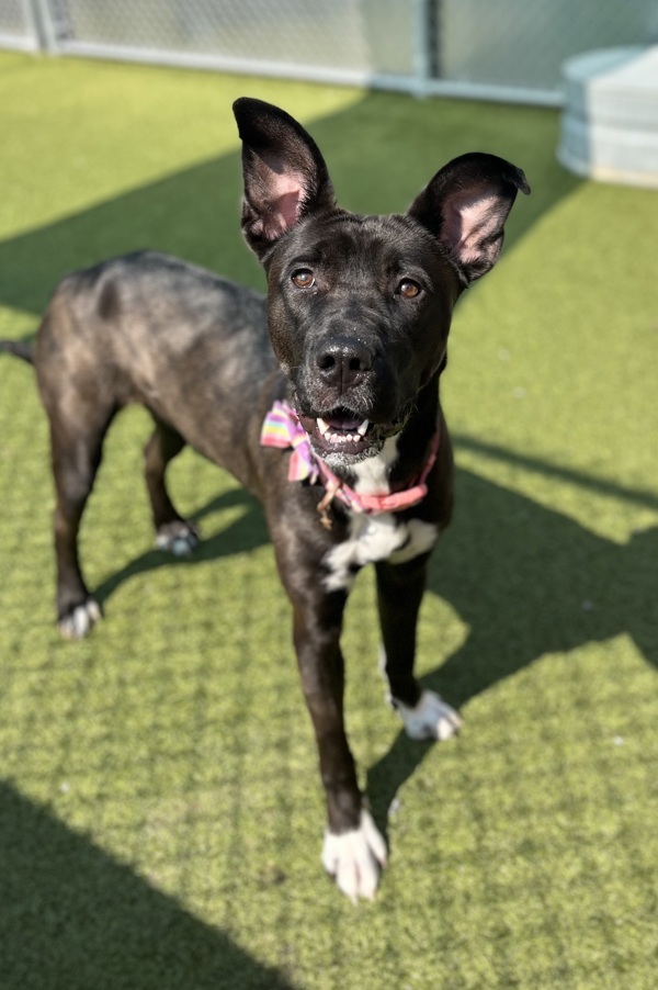 Emelia, an adoptable Mixed Breed in Pontiac, MI, 48341 | Photo Image 3