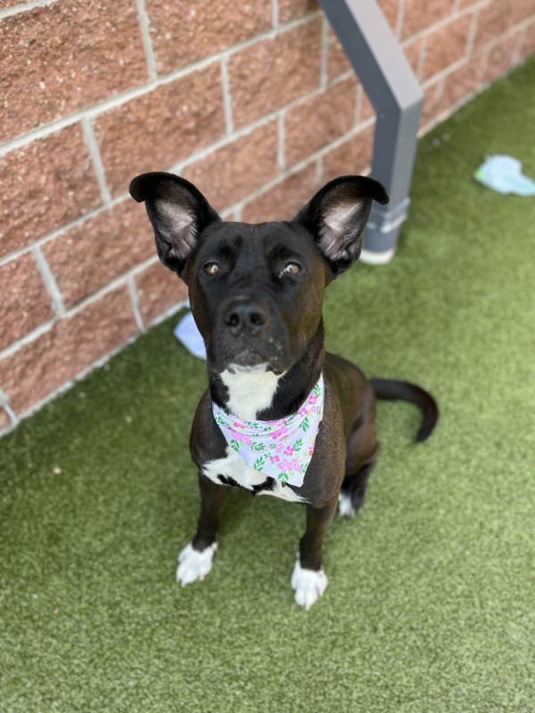 Emelia, an adoptable Mixed Breed in Pontiac, MI, 48341 | Photo Image 3