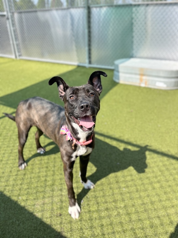 Emelia, an adoptable Mixed Breed in Pontiac, MI, 48341 | Photo Image 4