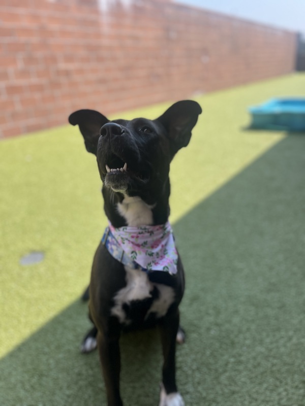 Emelia, an adoptable Mixed Breed in Pontiac, MI, 48341 | Photo Image 4