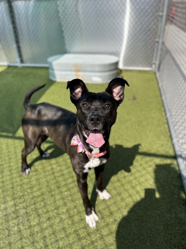 Emelia, an adoptable Mixed Breed in Pontiac, MI, 48341 | Photo Image 5
