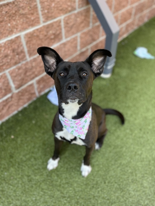 Emelia, an adoptable Mixed Breed in Pontiac, MI, 48341 | Photo Image 5