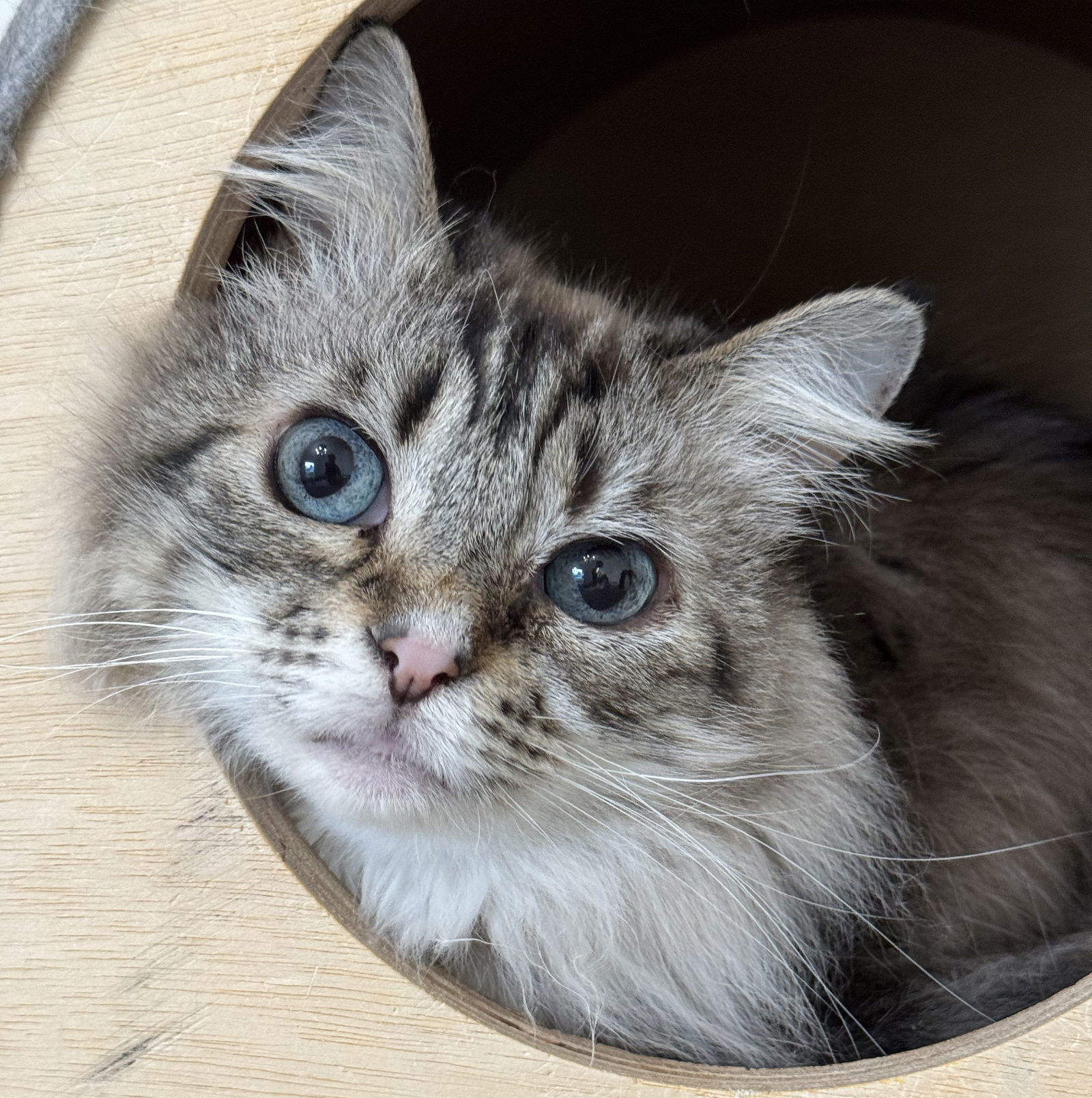 Love, an adoptable Domestic Medium Hair, Siamese in Springfield, OR, 97475 | Photo Image 1