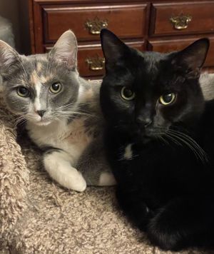 Delilah (CT), Baby Female Domestic Short Hair