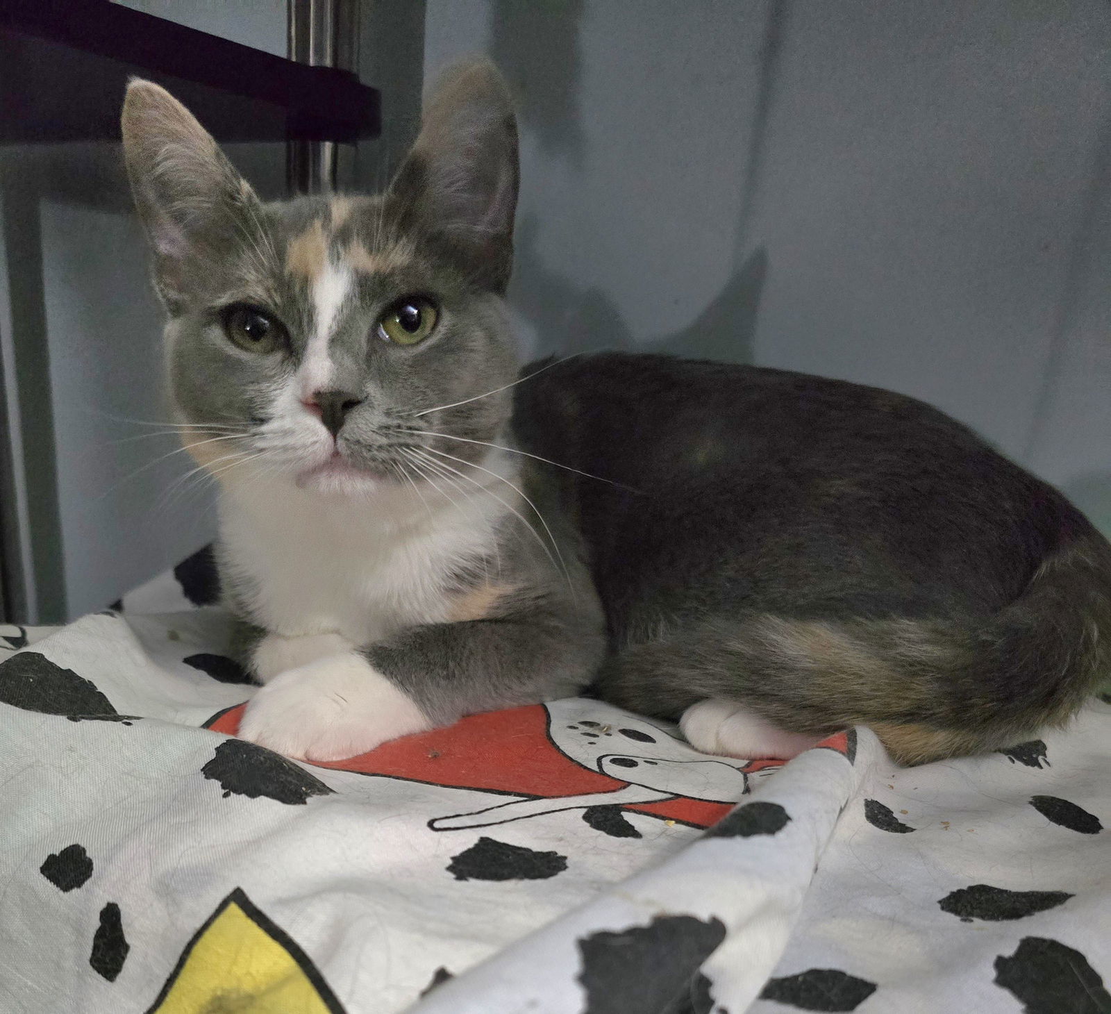 Delilah