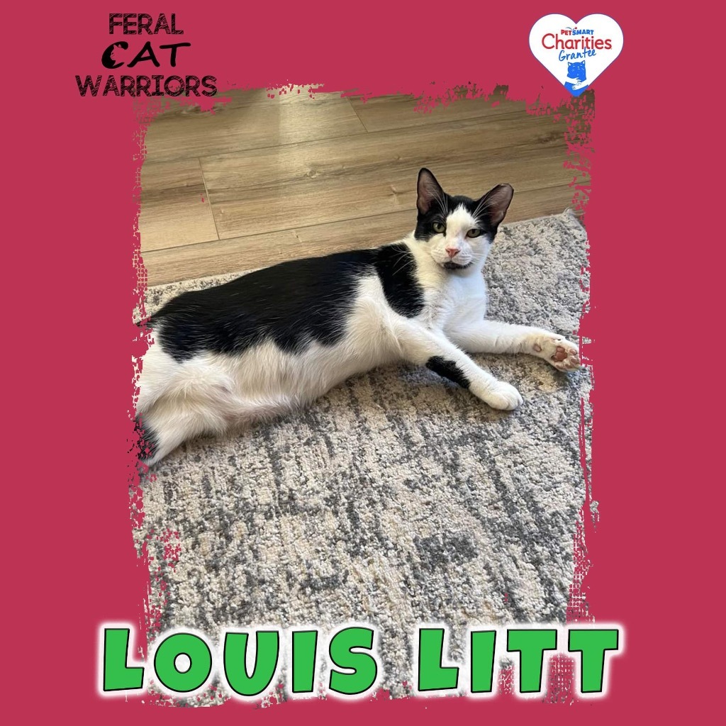 Louis Litt, an adoptable Domestic Short Hair in Kingman, AZ, 86401 | Photo Image 1