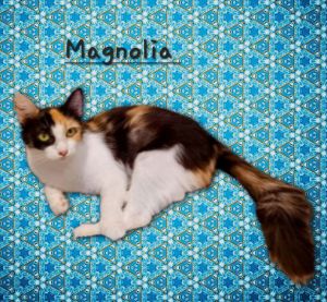 Magnolia #pretty-calico