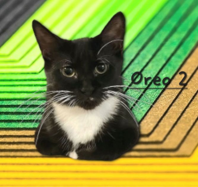 Oreo 2 #tiny-tuxedo
