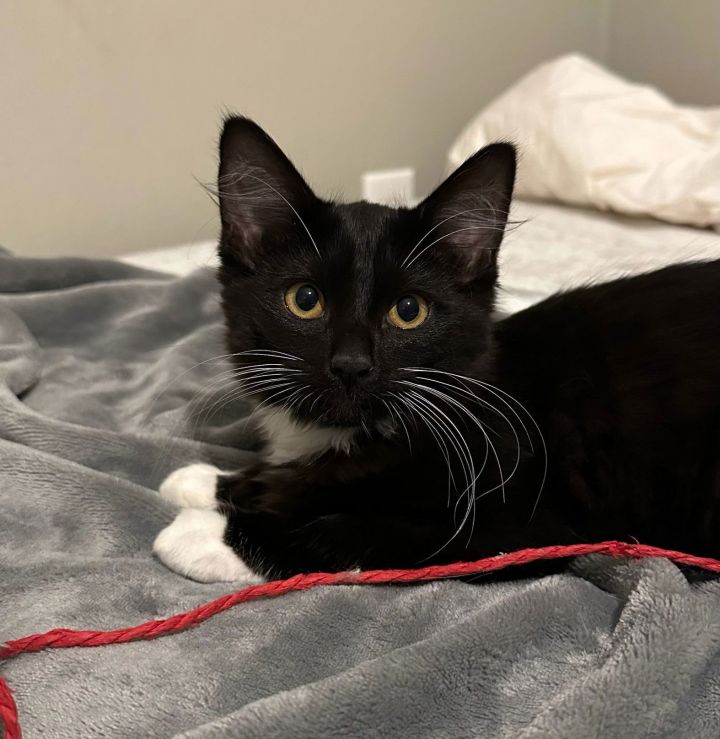 Oreo 2 #tiny-tuxedo 2