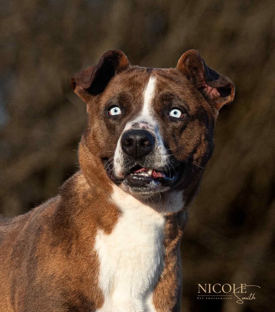 Mingo (Wiggles)