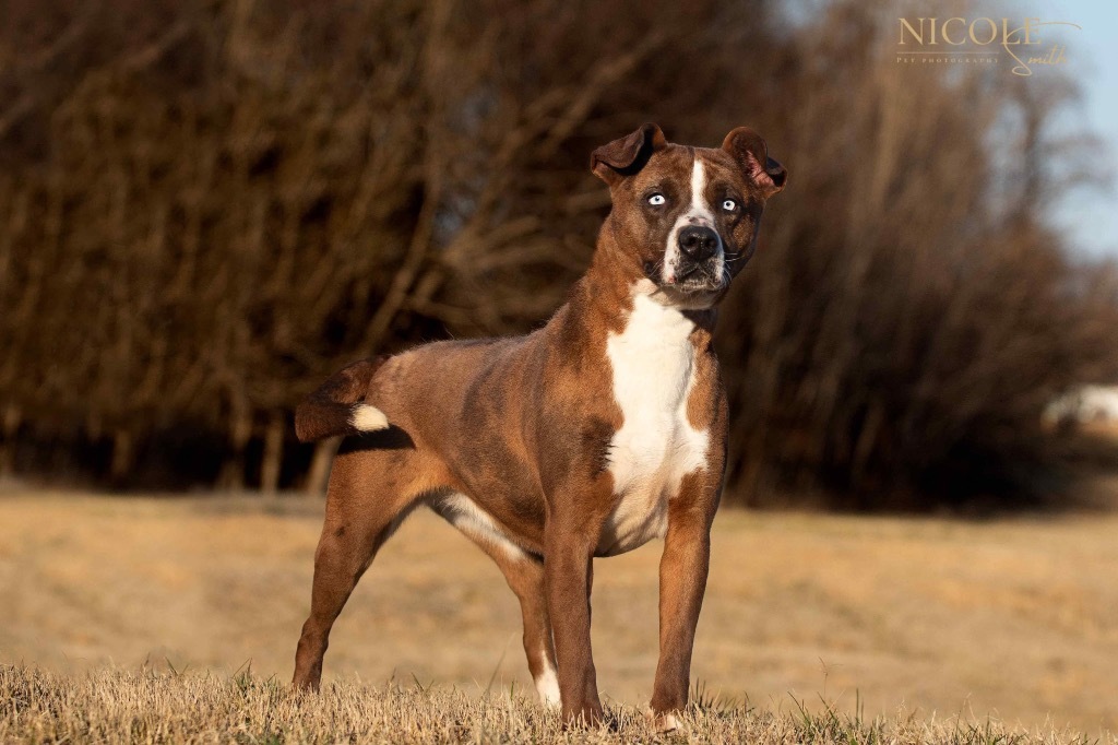 Mingo (Wiggles)
