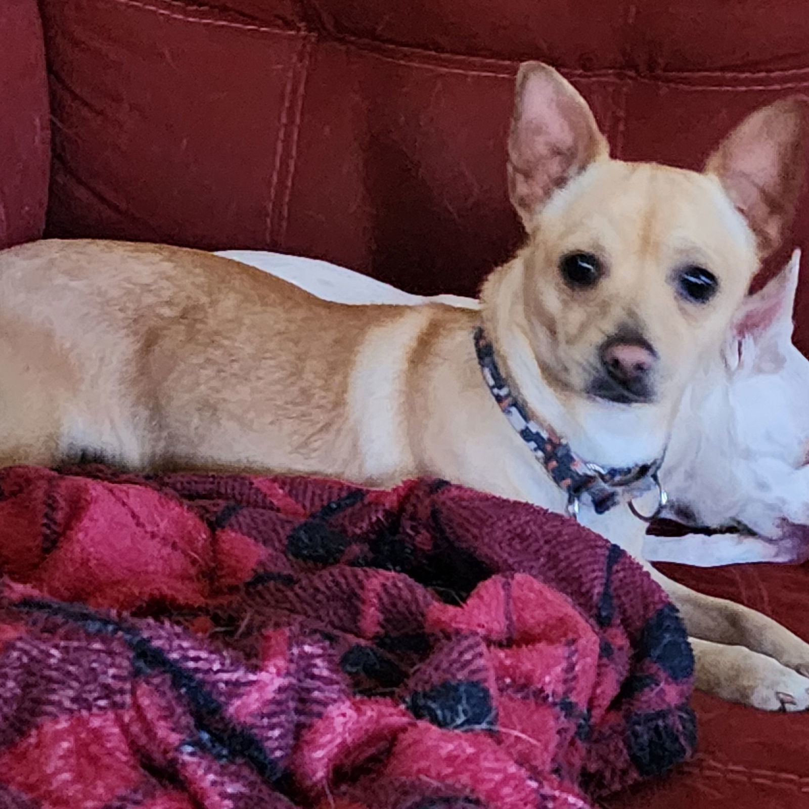 Hardy, an adoptable Chihuahua in Fargo, ND, 58103 | Photo Image 1