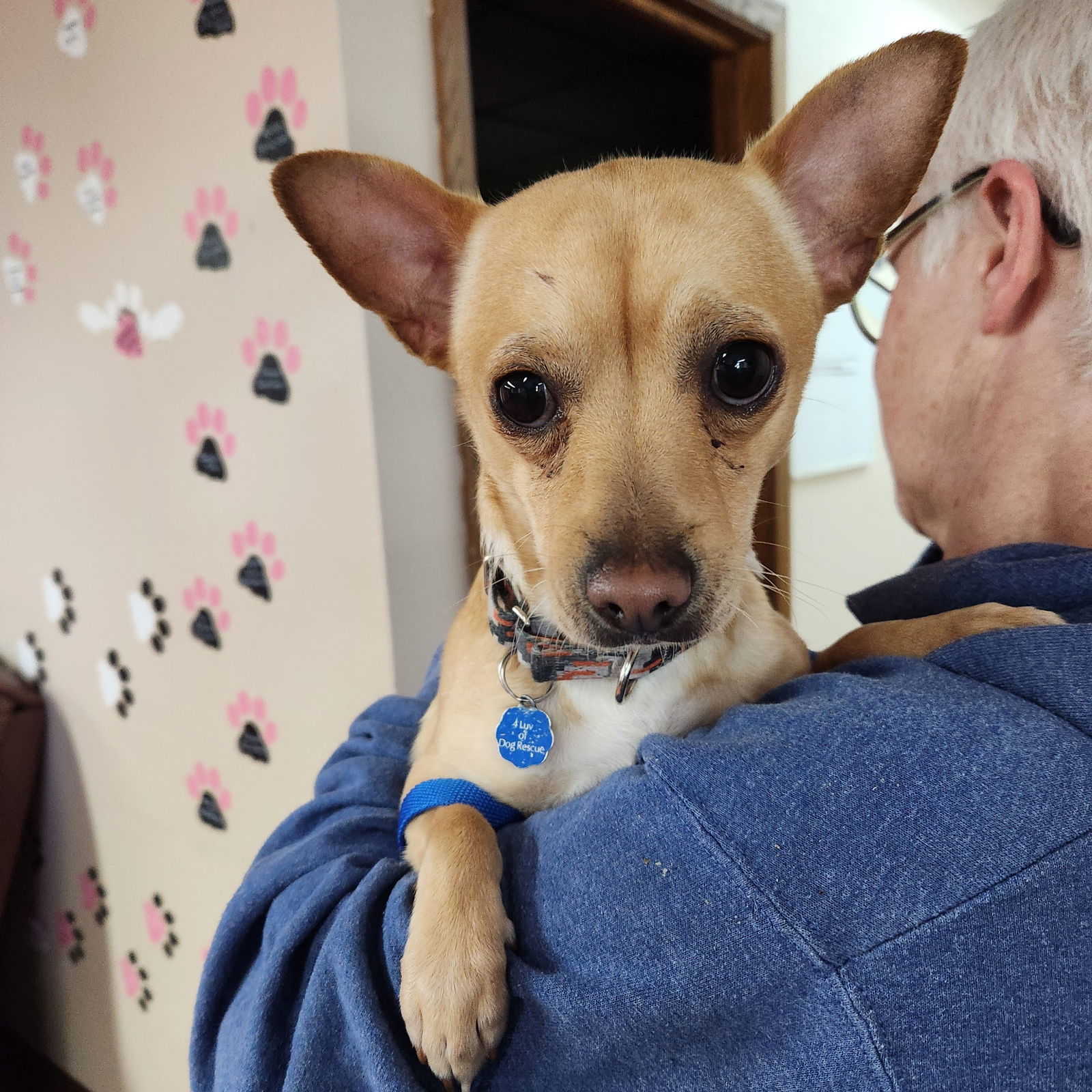 Hardy, an adoptable Chihuahua in Fargo, ND, 58103 | Photo Image 2