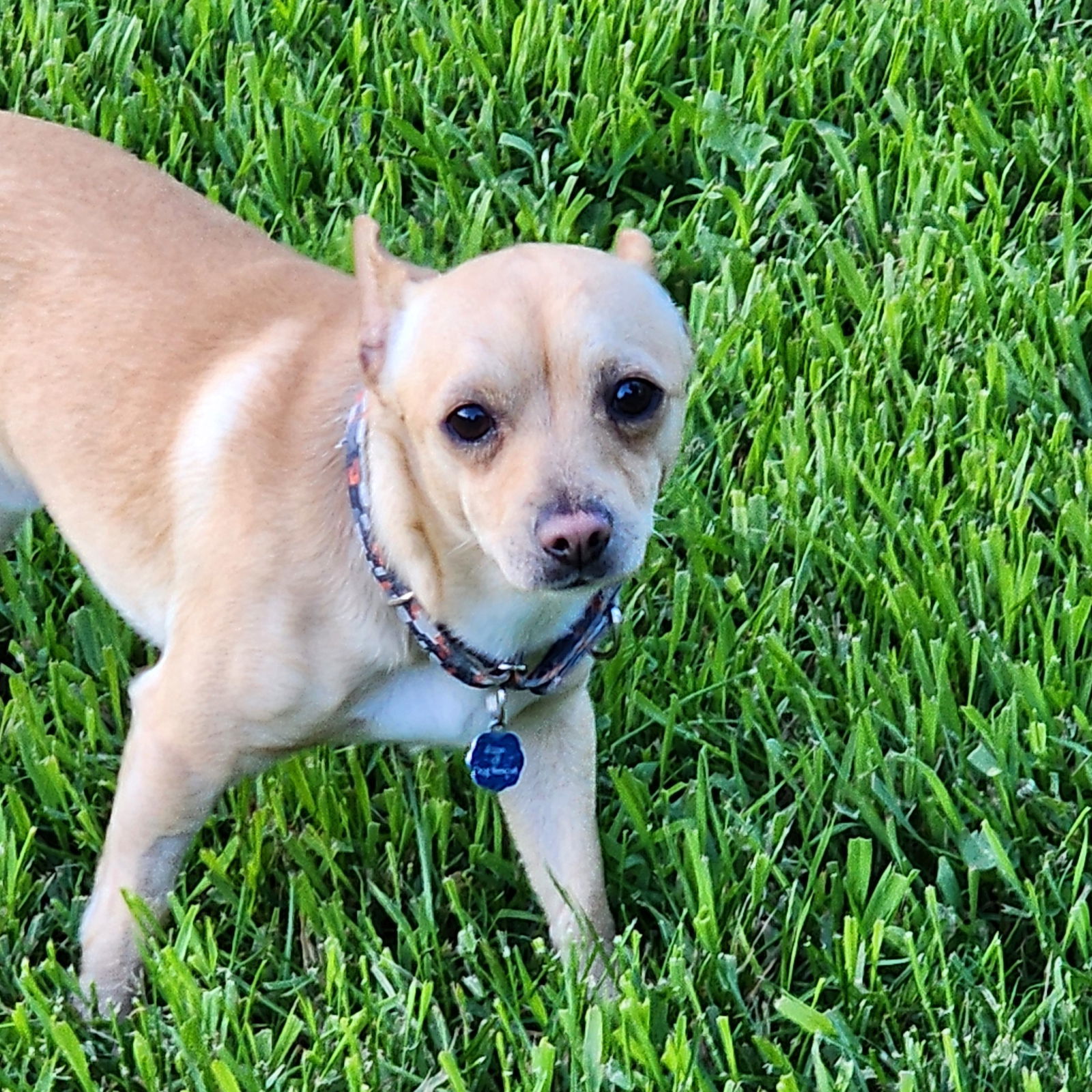 Hardy, an adoptable Chihuahua in Fargo, ND, 58103 | Photo Image 3