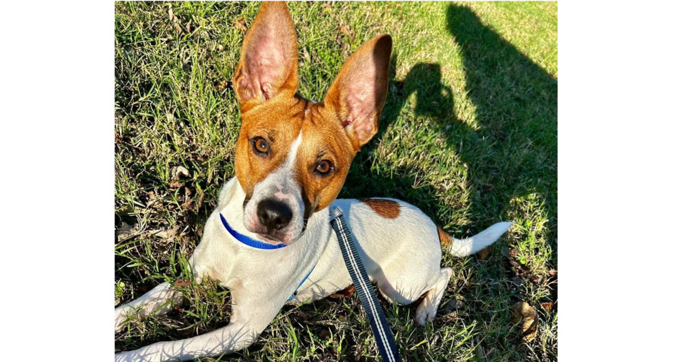 Archie~