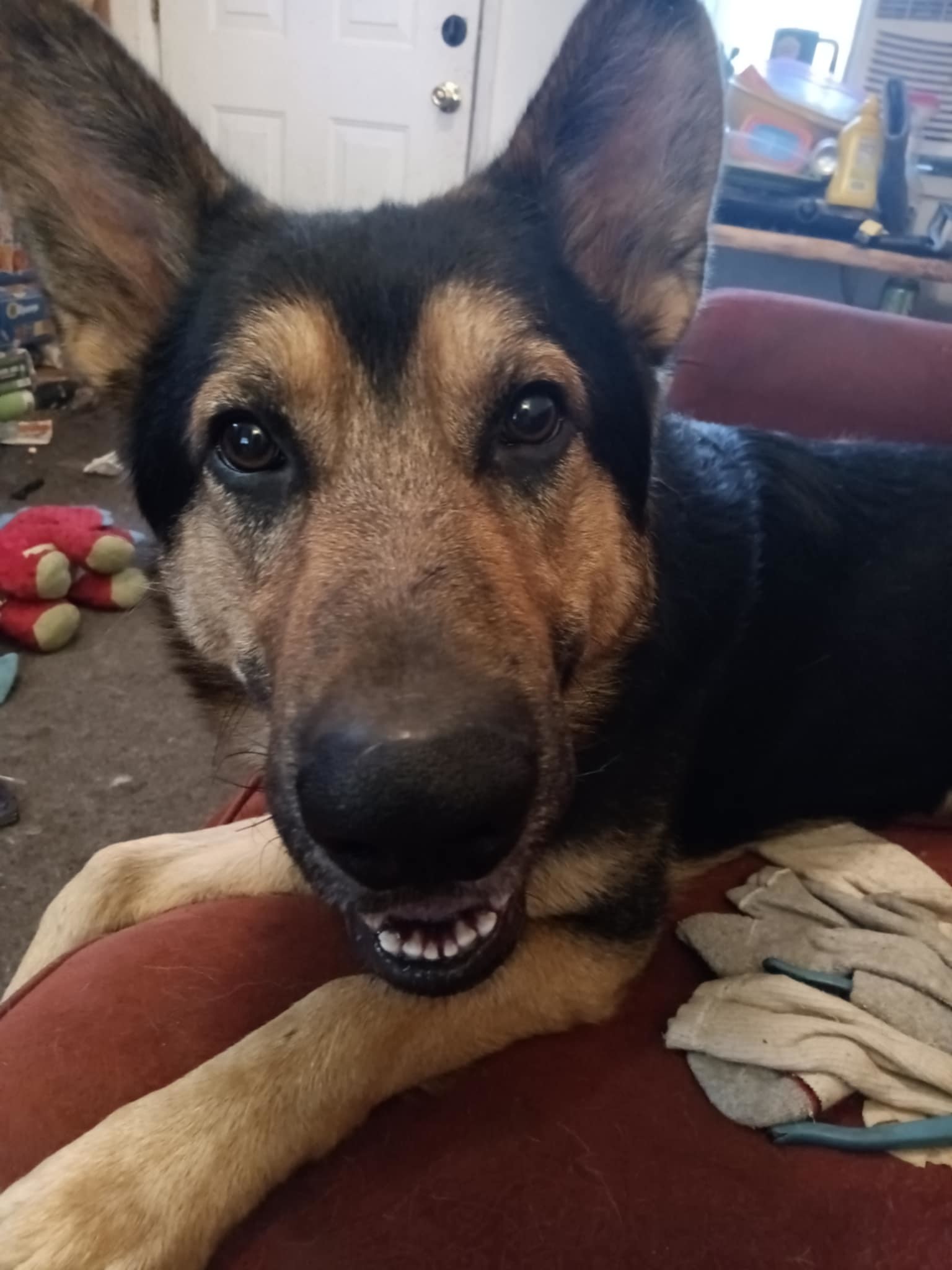 Oden, an adoptable German Shepherd Dog in McArthur, CA, 96056 | Photo Image 1