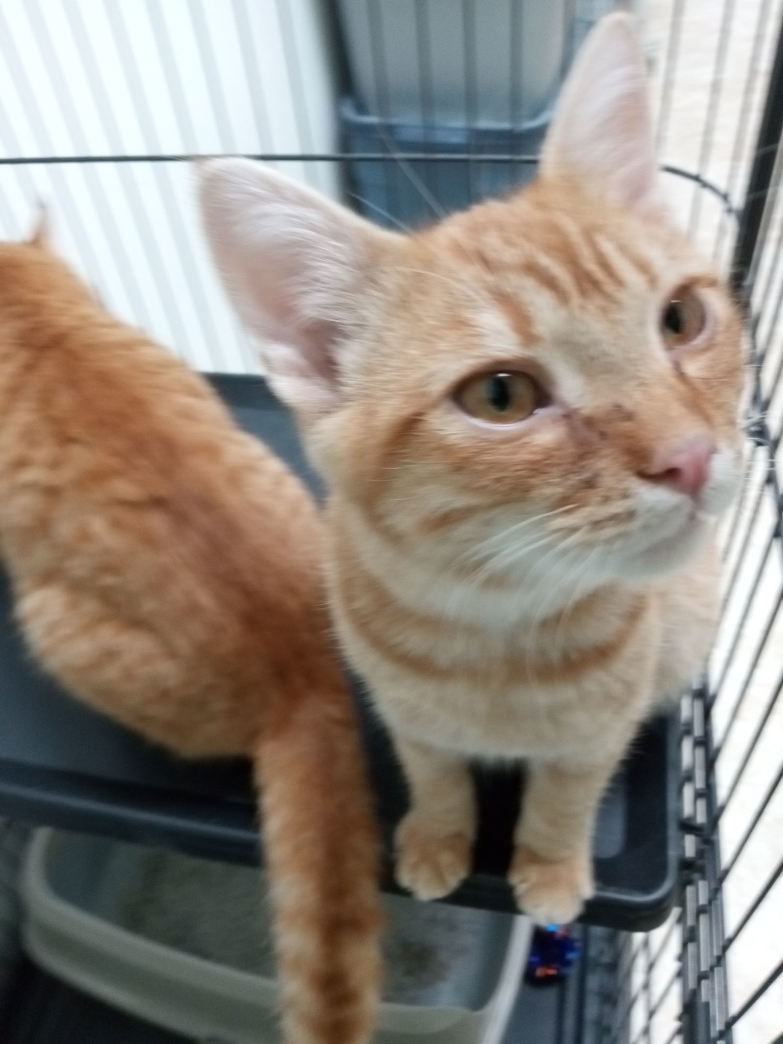 Valentino, an adoptable Tabby in Alturas, CA, 96101 | Photo Image 1