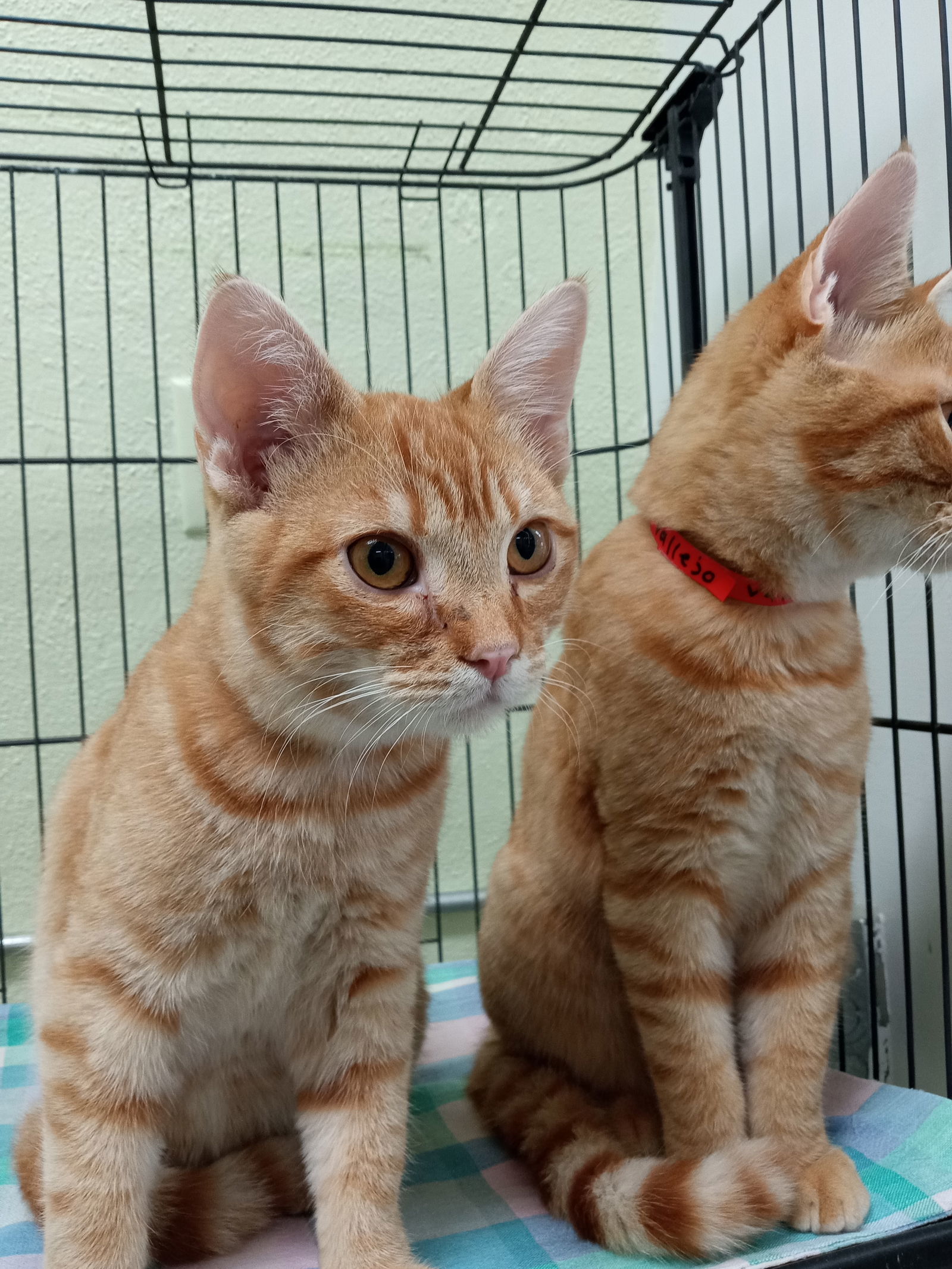 Valentino, an adoptable Tabby in Alturas, CA, 96101 | Photo Image 2