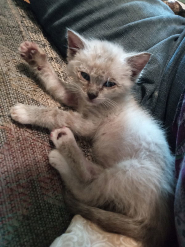 Wilbur: available in November, an adoptable Siamese in Alturas, CA, 96101 | Photo Image 1