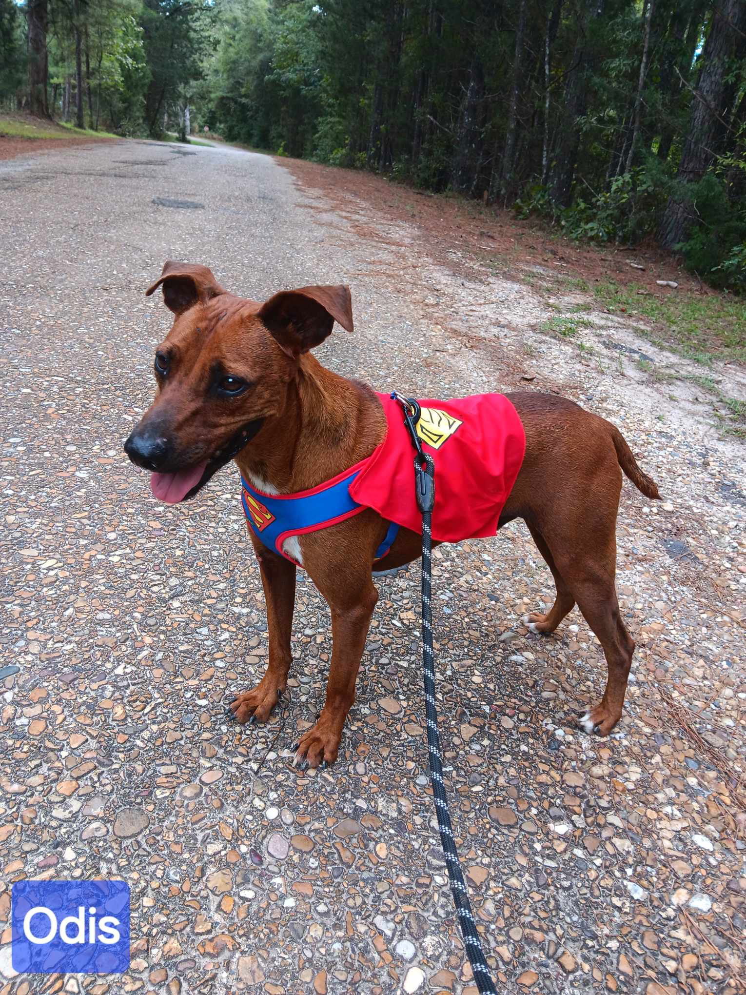 Otis, an adoptable Mixed Breed in Farmerville, LA, 71241 | Photo Image 1