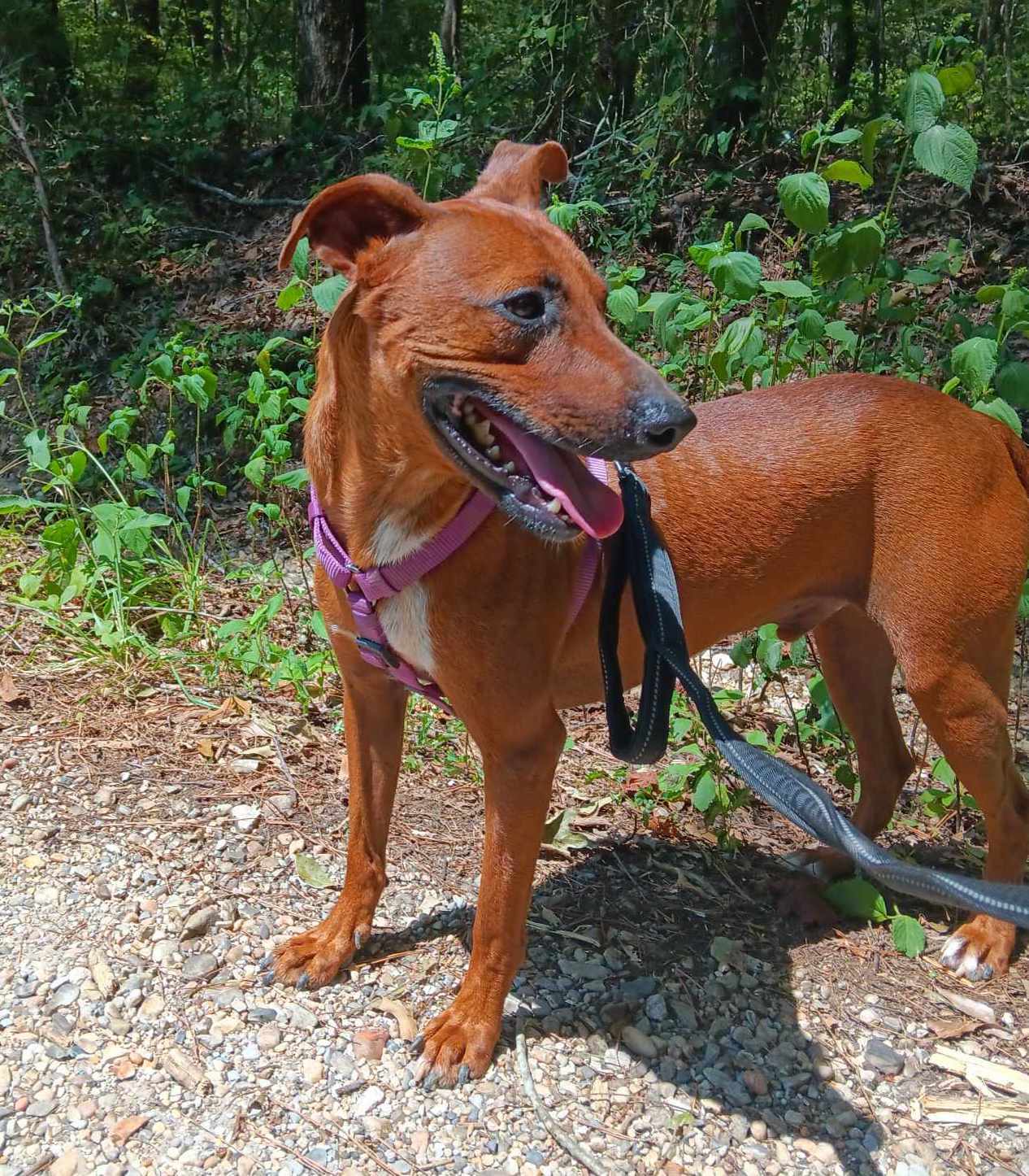 Otis, an adoptable Mixed Breed in Farmerville, LA, 71241 | Photo Image 2