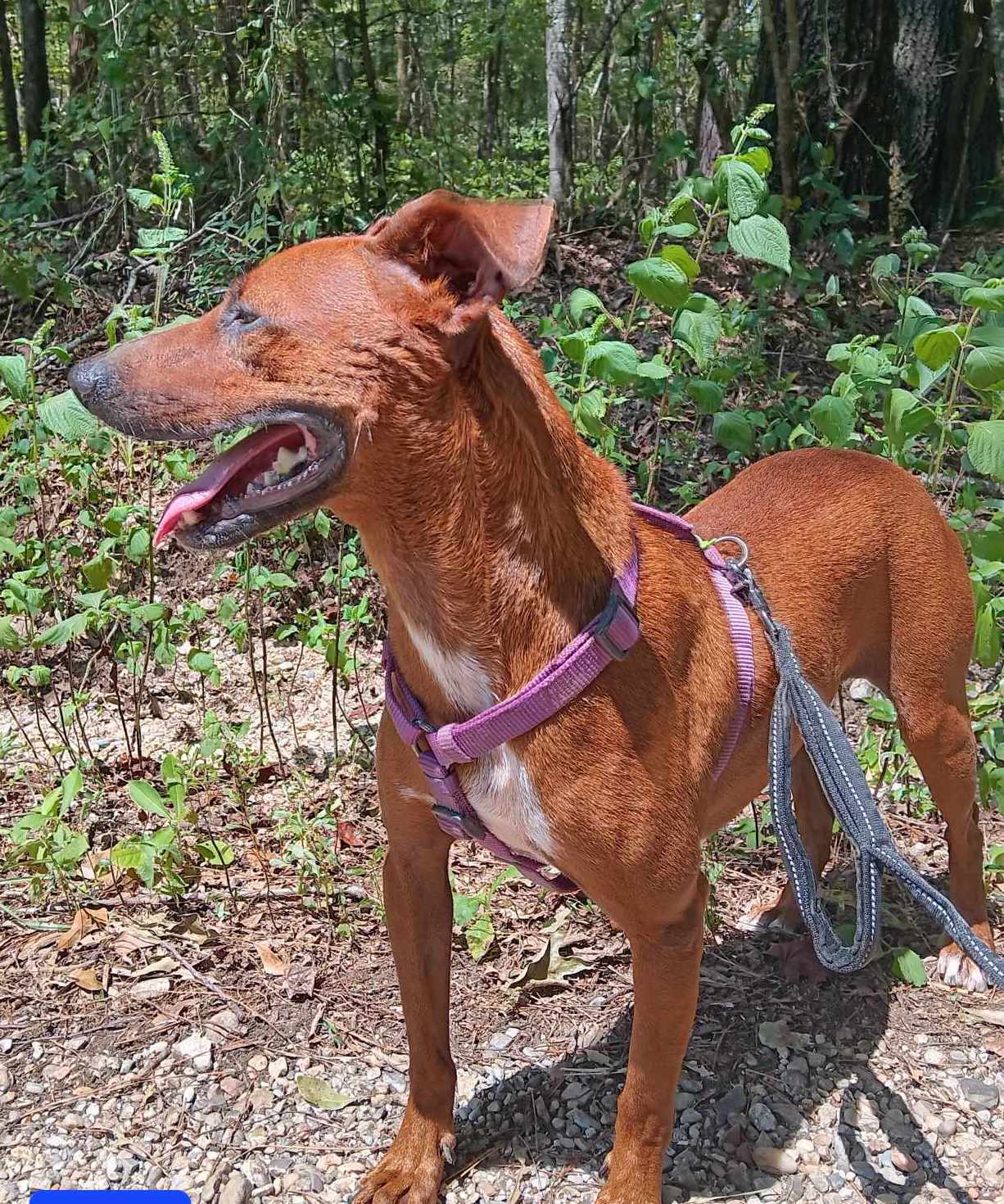 Otis, an adoptable Mixed Breed in Farmerville, LA, 71241 | Photo Image 3