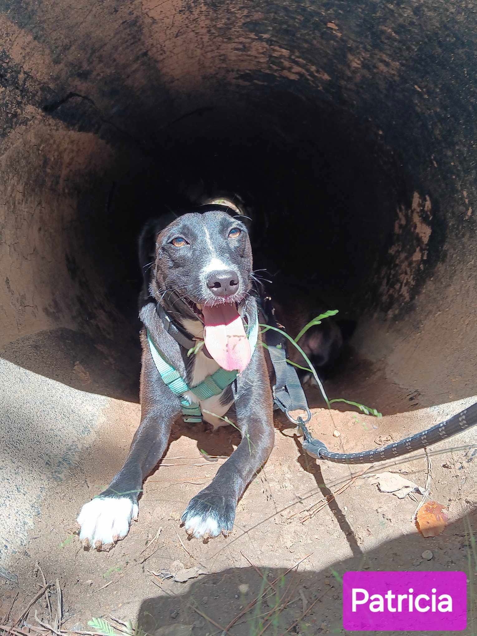 Patricia (P pups), an adoptable Mixed Breed in Farmerville, LA, 71241 | Photo Image 1