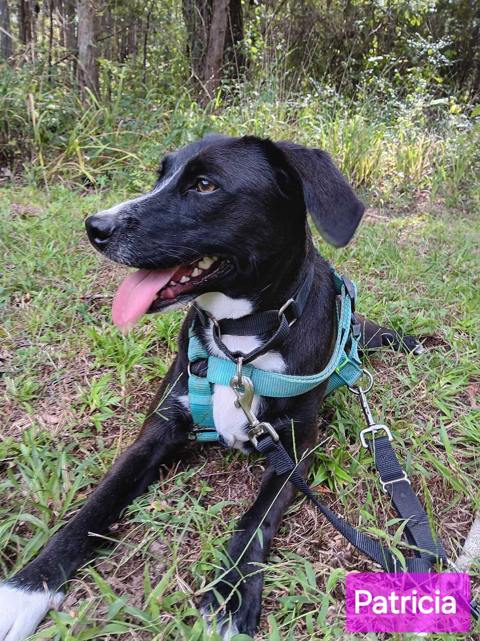 Patricia (P pups), an adoptable Mixed Breed in Farmerville, LA, 71241 | Photo Image 2