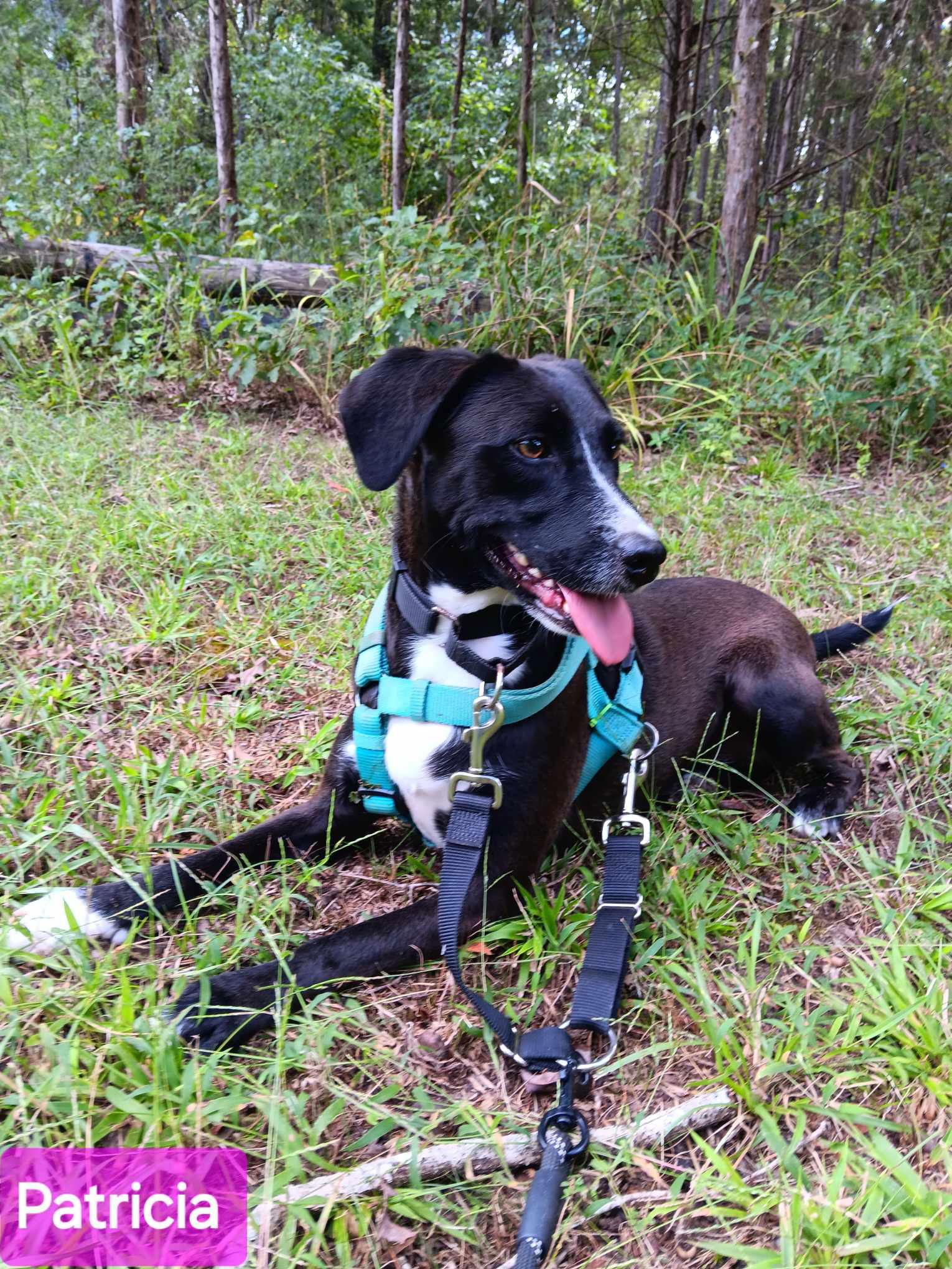 Patricia (P pups), an adoptable Mixed Breed in Farmerville, LA, 71241 | Photo Image 3
