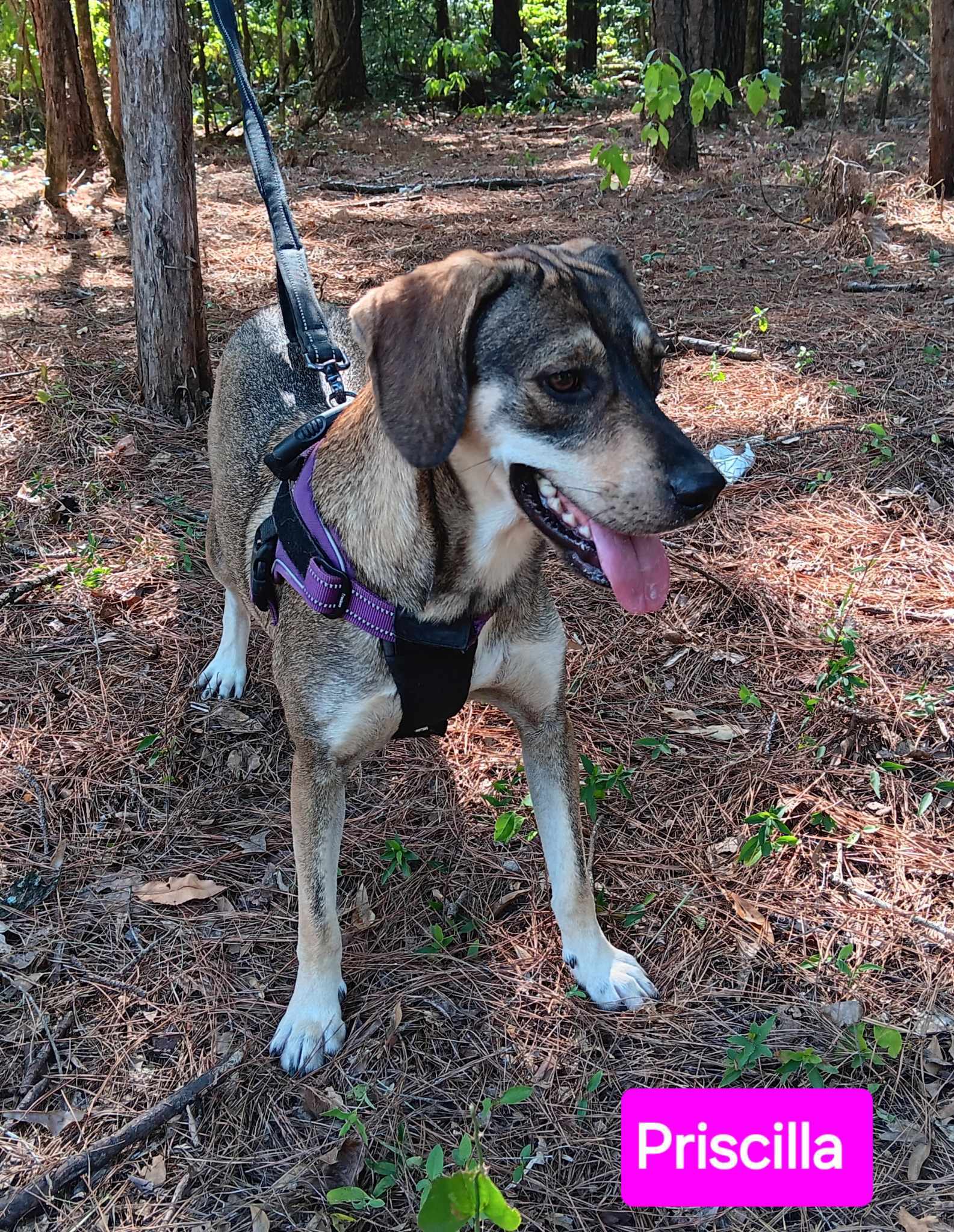 Priscilla, an adoptable Mixed Breed in Farmerville, LA, 71241 | Photo Image 1