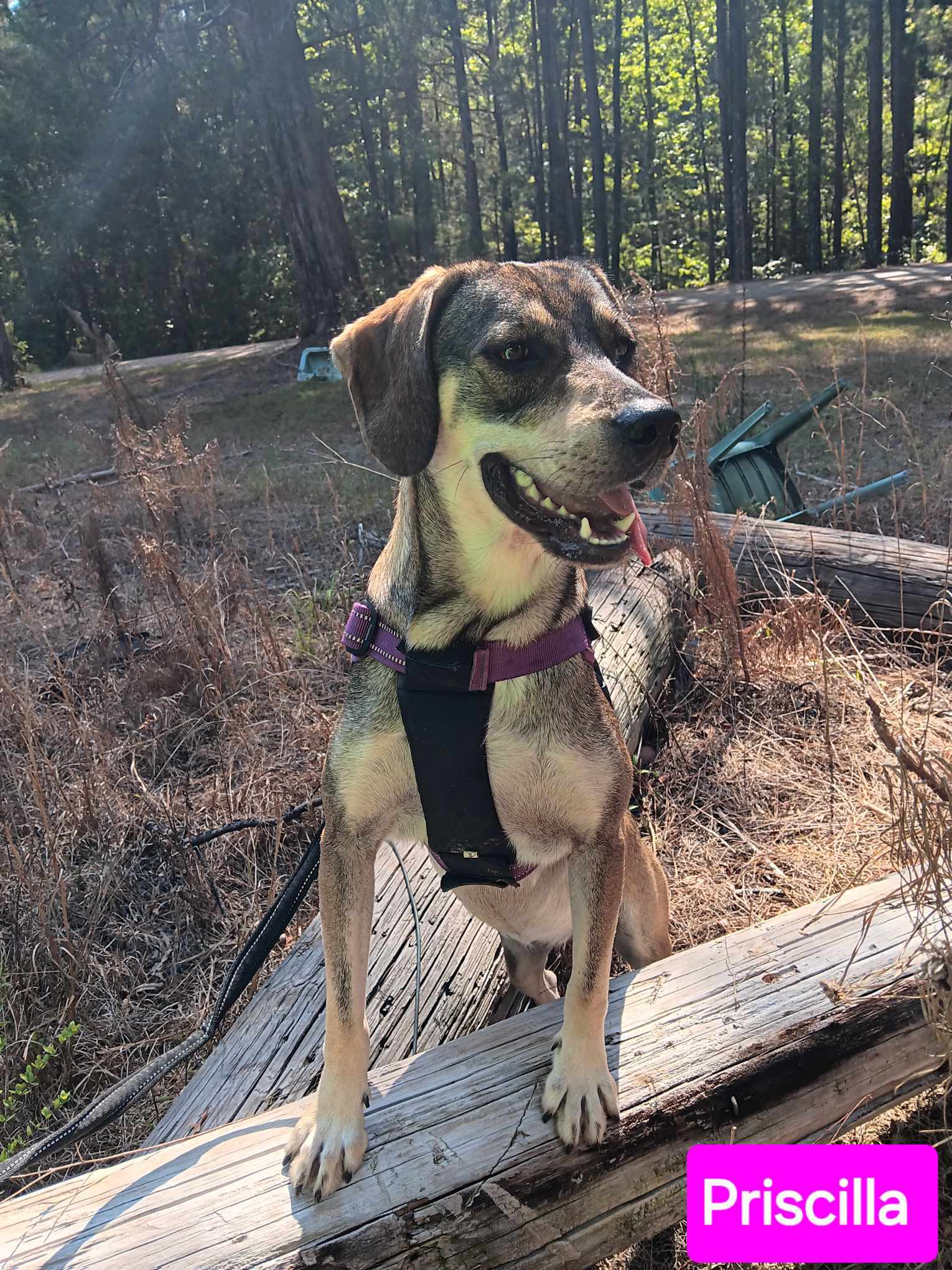 Priscilla, an adoptable Mixed Breed in Farmerville, LA, 71241 | Photo Image 2