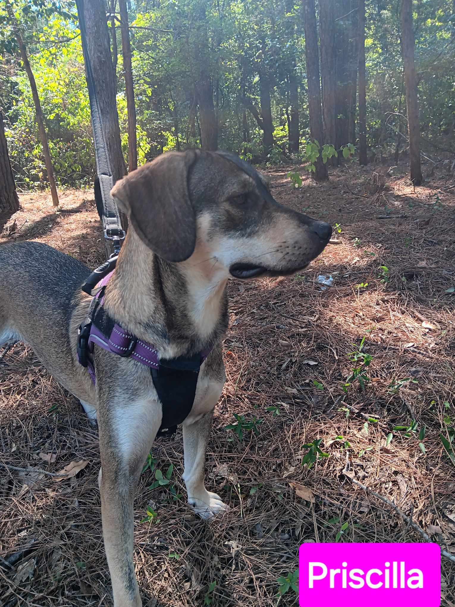 Priscilla, an adoptable Mixed Breed in Farmerville, LA, 71241 | Photo Image 3