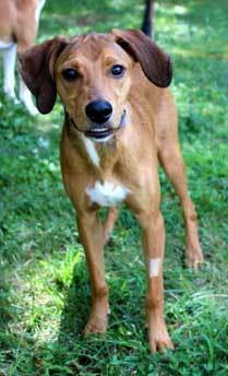 PUPPY BUCK, an adoptable Whippet, Labrador Retriever in Franklin, TN, 37069 | Photo Image 1