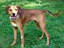 PUPPY BUCK, an adoptable Whippet, Labrador Retriever in Franklin, TN, 37069 | Photo Image 2