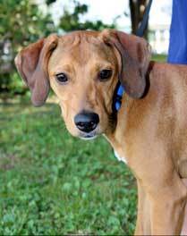 PUPPY BUCK, an adoptable Whippet, Labrador Retriever in Franklin, TN, 37069 | Photo Image 3