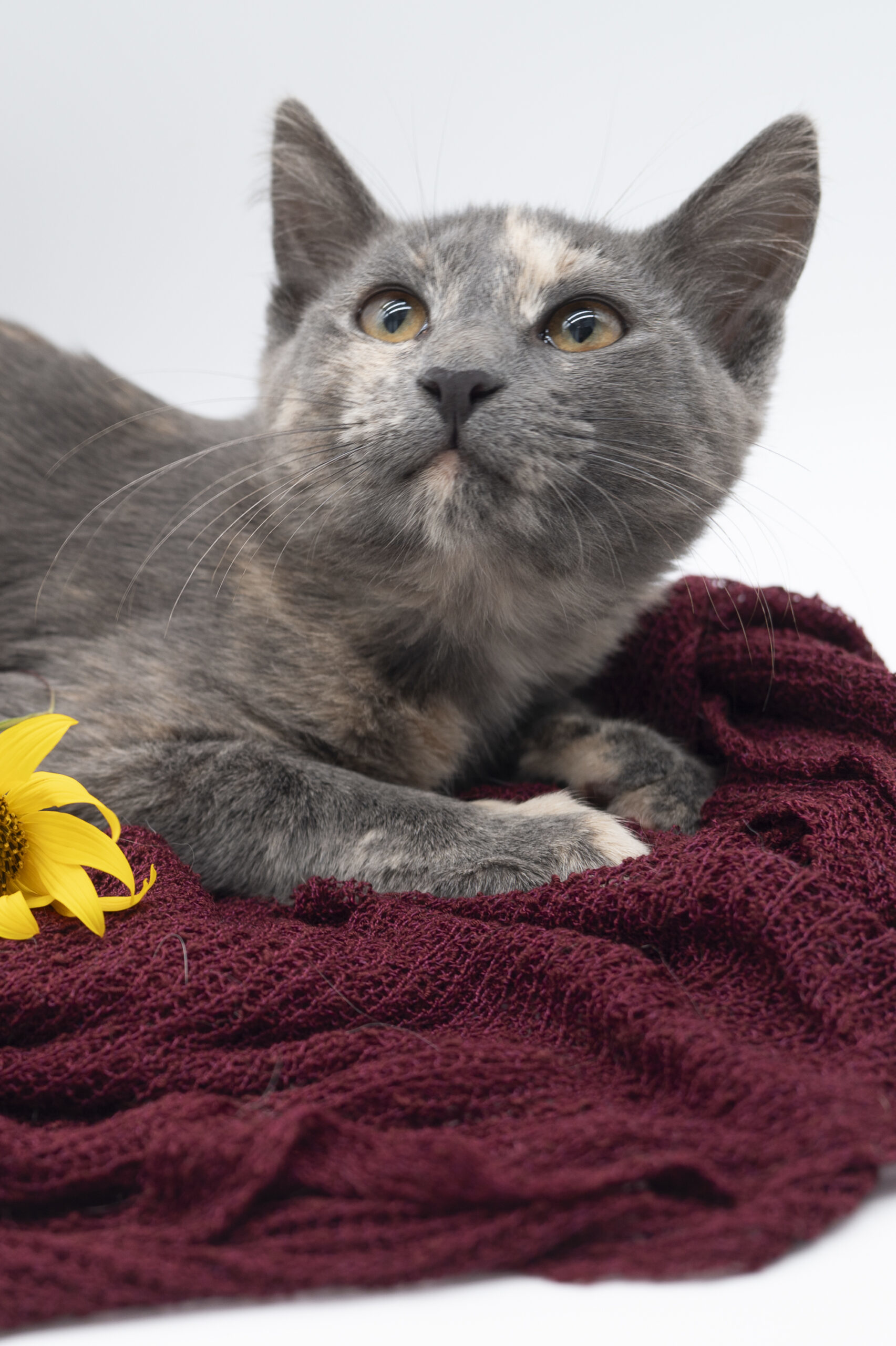 Sephora, an adoptable Domestic Short Hair in Martensdale, IA, 50160 | Photo Image 1