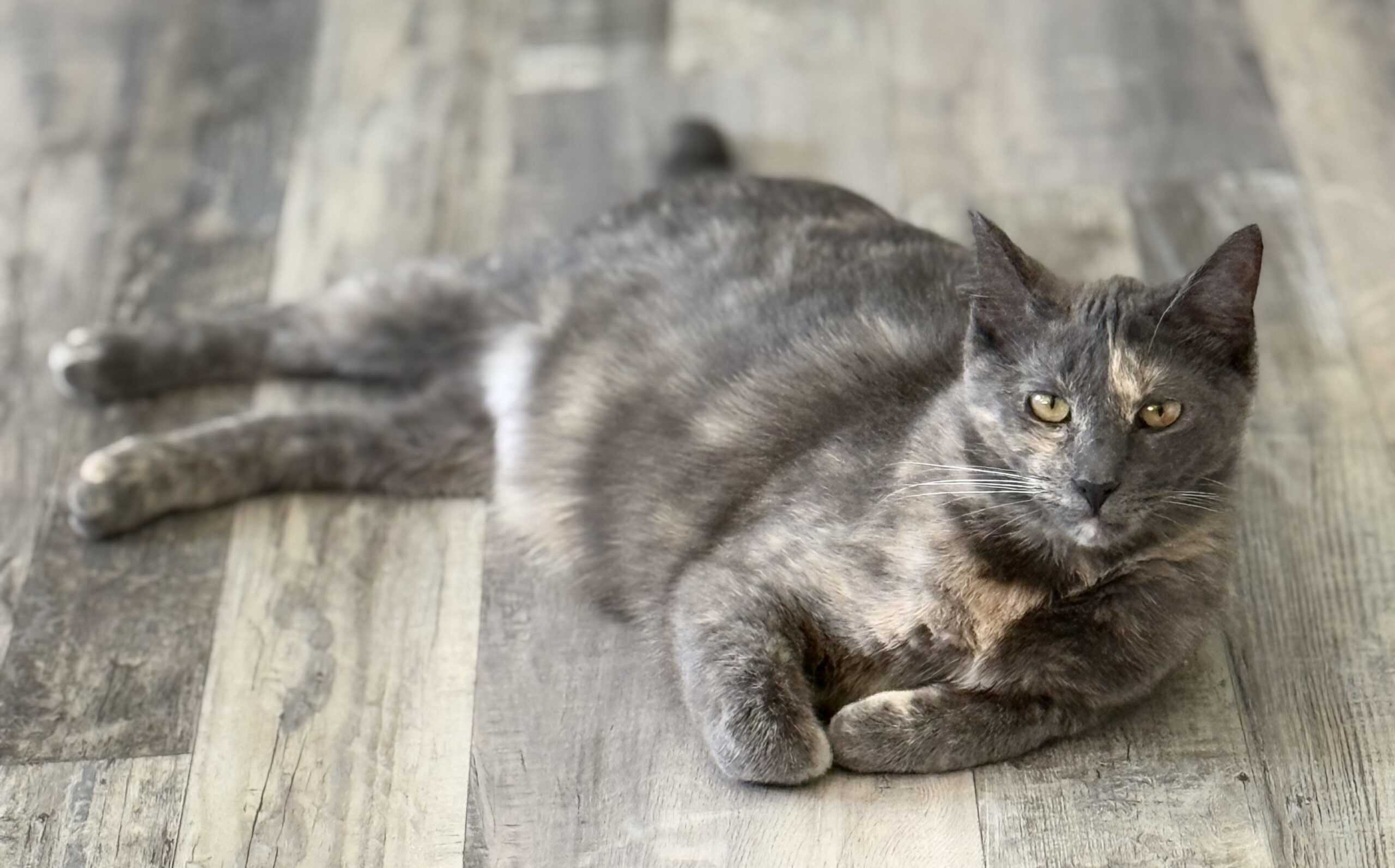 Sephora, an adoptable Domestic Short Hair in Martensdale, IA, 50160 | Photo Image 1